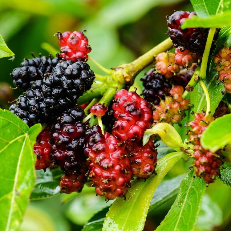Moruša čierna 'TRNAVSKÁ' (Morus nigra) - výška: 20-30 cm, kont. C2L - čierne plody 